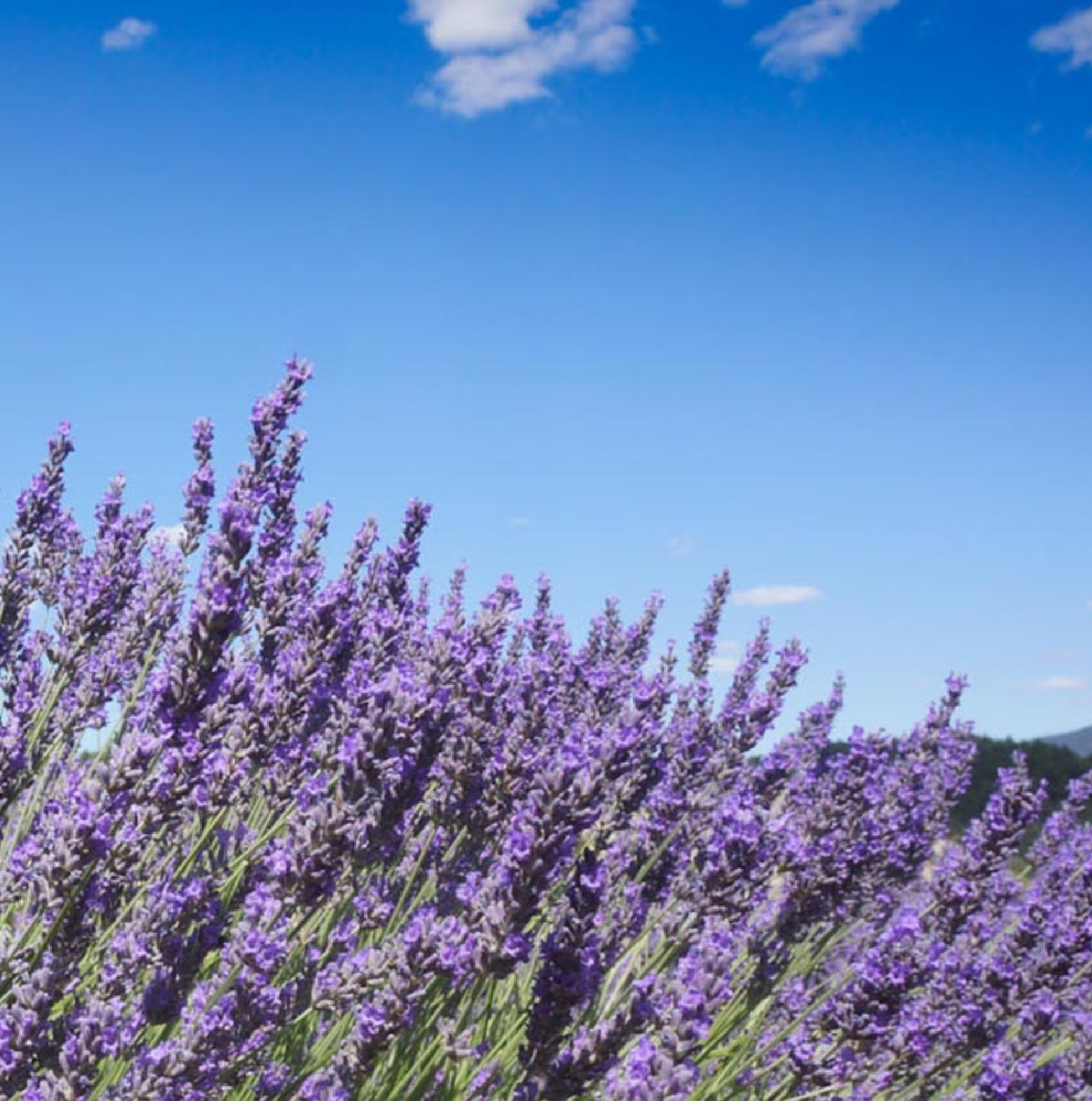 NEALS YARD REMEDIES image